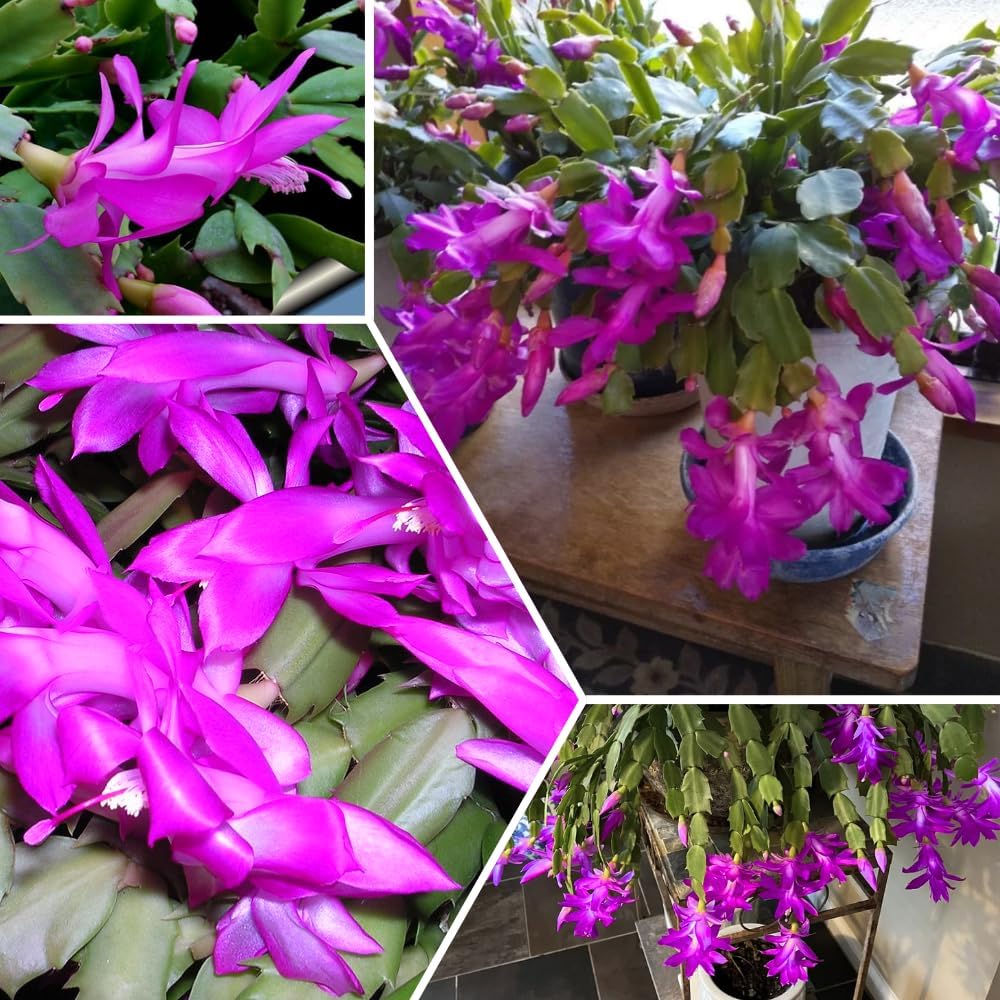 Purple Christmas Cactus Live Plant, Holiday Cactus Live for Indoor Outdoor Garden, 4 Inches Pot