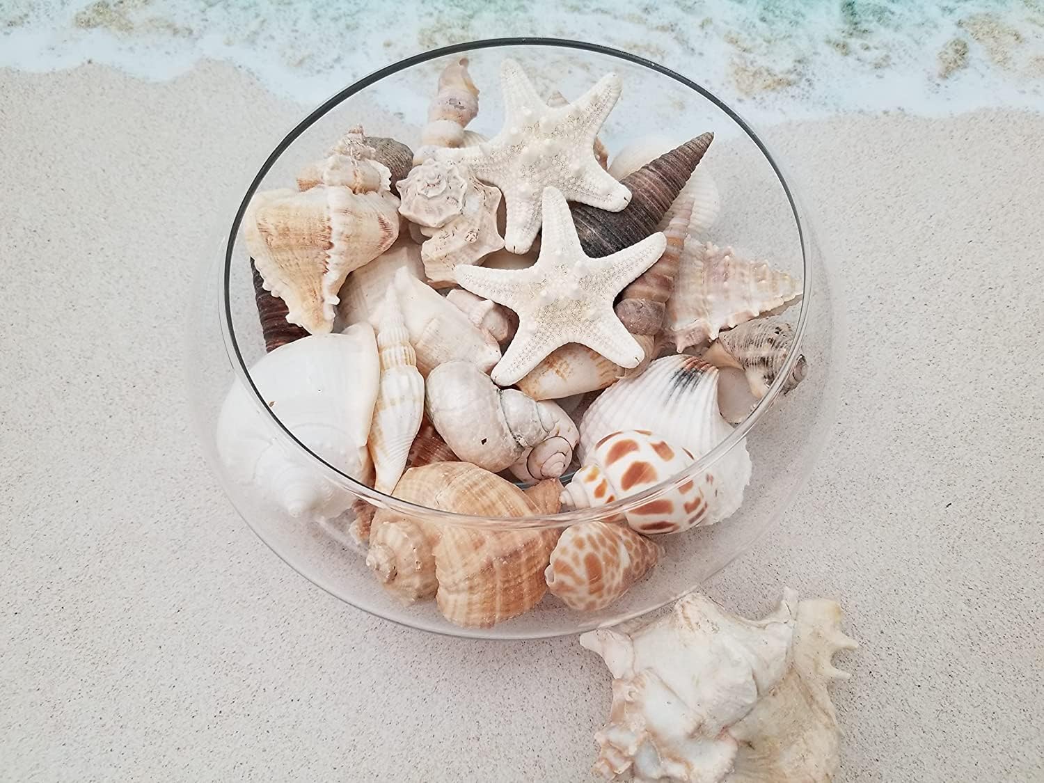 Medium Sized Shells in a Delightful Mix of Whites, Tans and Pinks | 2 Pounds | Perfect for Crafts, Beach Home Decor, Weddings, Vase Filler and Classrooms