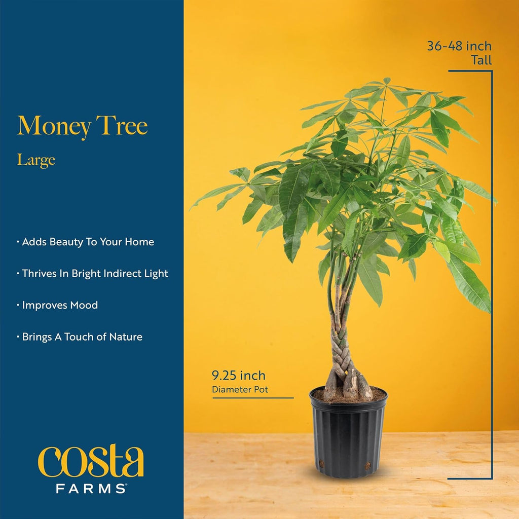 Costa Farms Money Tree Live Plant in Plastic Pot, Easy to Maintain, Large Indoor Houseplant, Perfect for Home, Room, or Office Decor, Great House Warming or Birthday Gift, 3-4 Feet