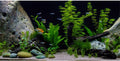 AWERT Vinyl Underwater Aquatic Plant Fish Tank Background Stone River Bed & Lake Aquarium Background 30x18 inches