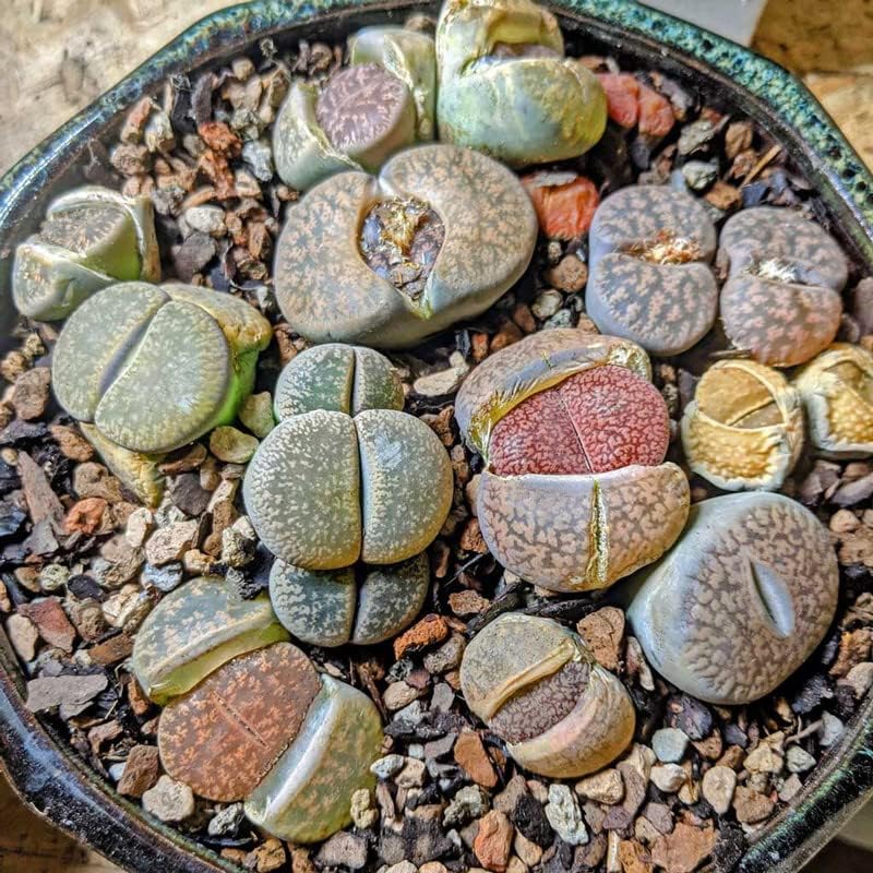 Lithops Live Plants Large, 20 Mix Lithops Succulents Plants Live Lithops Living Stones 0.5 to 0.6 Inc for Planting, Living Rocks Lithops
