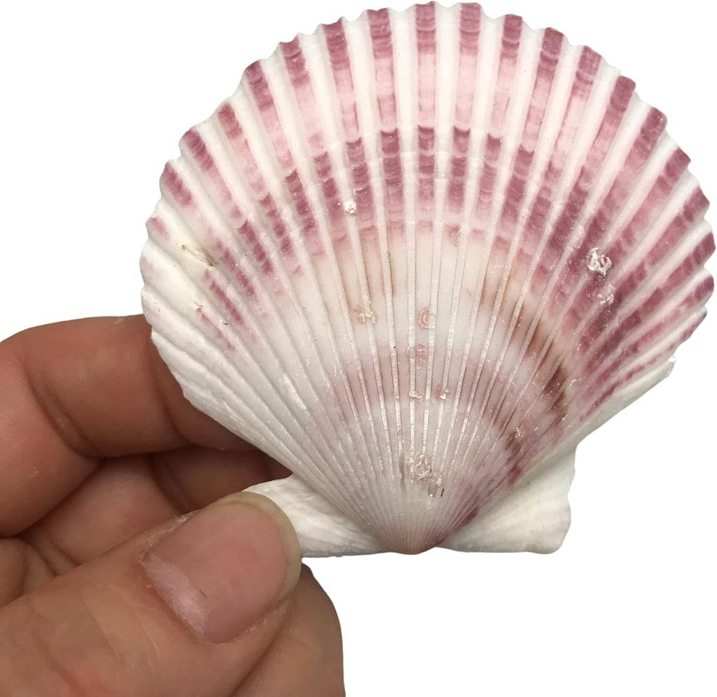 PEPPERLONELY 30 PC Pecten Purpuratus Scallop Sea Shells, 2 Inch ~ 3-1/4 Inch