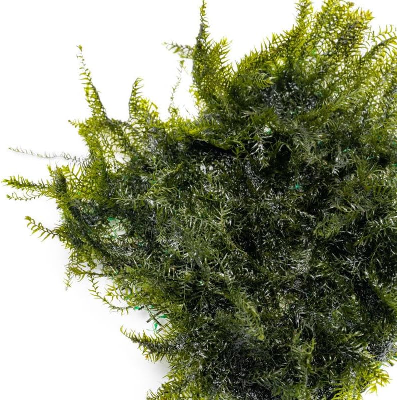 SubstrateSource Live Aquarium Plants on Driftwood, Lava Rock, Moss, Fiber Mat - Freshwater Fish Tanks - Easy, Beginner Friendly (Fissidens Fontanus on Stainless Steel, (1 Pack))