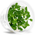 SubstrateSource Live Aquarium Plant - Hygrophila difformis Pink - Snail Free in-Vitro Easy Care Freshwater Aquatic Plants for Aquascaping, Med - High Light, Fast Growth - Tissue Culture