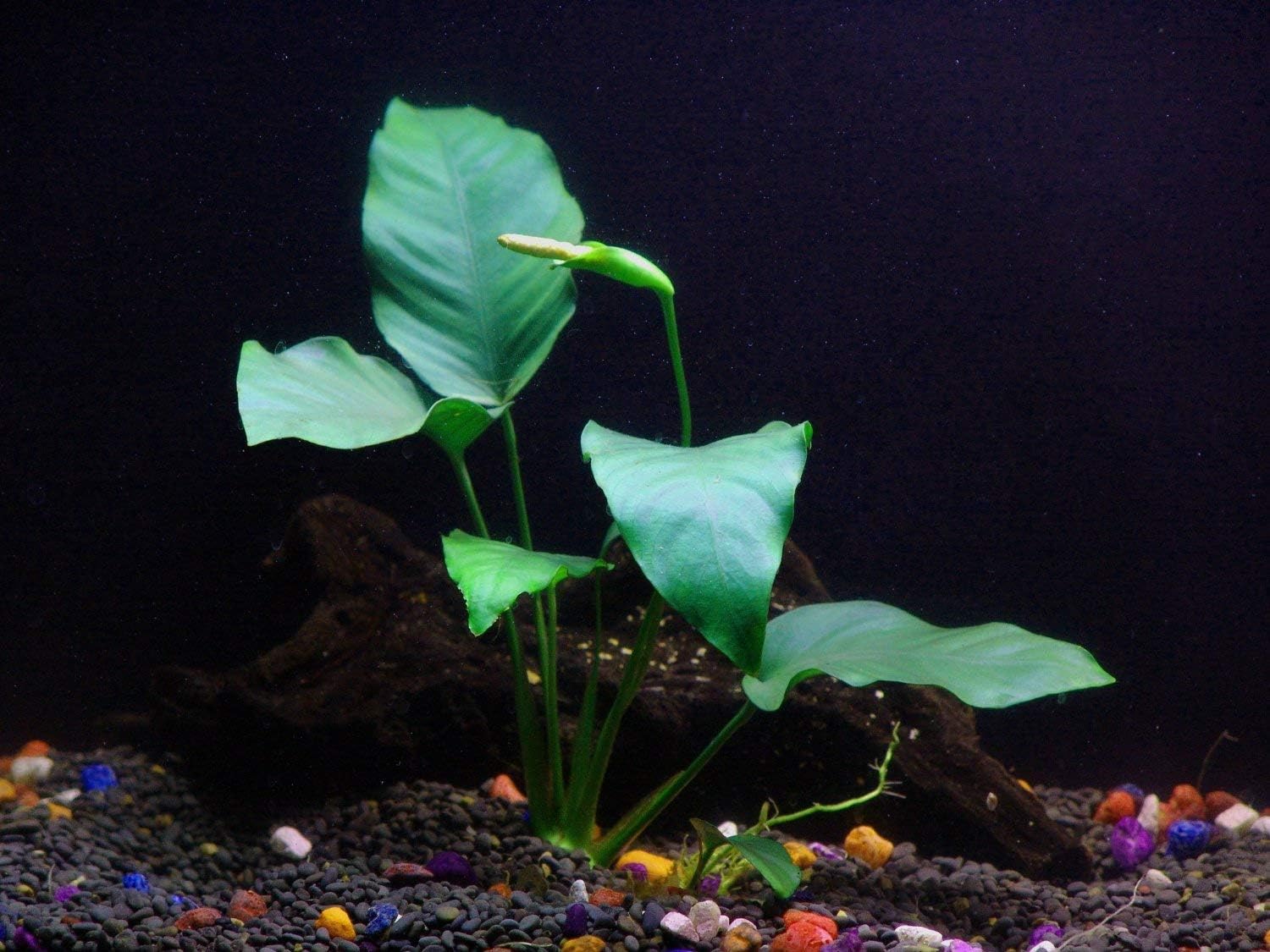 Texas Aquarium Plant Bundle - 20 Species Live Aquarium Plants Package