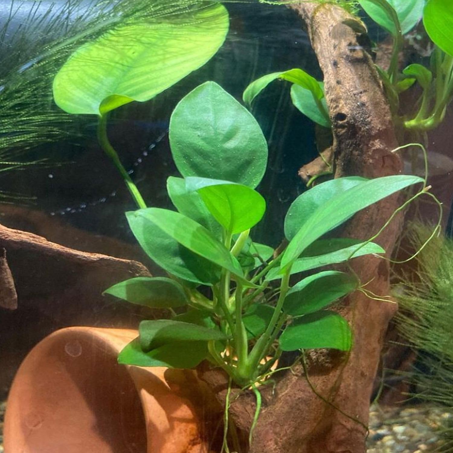 4X Anubias Nana Petite Potted Aquarium Live Plant for Fish Tank Decoration