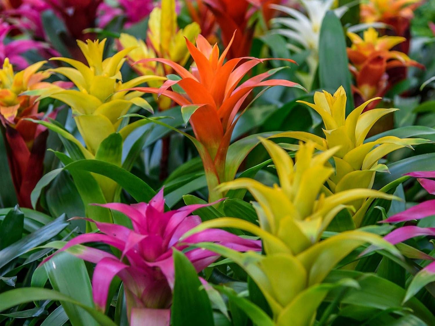 Gardenera Premium Bromeliad Potting Mix - Nourish Your Bromeliads for Vibrant Growth and Stunning Colors - 1 Quart