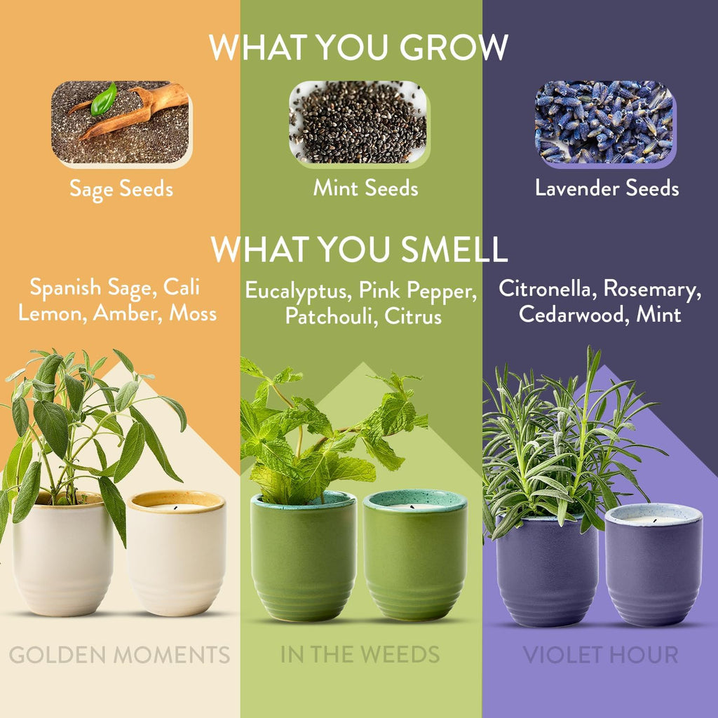 Modern Sprout Garden Vibes 2-in-1 Soy Candle & Planter - 3-Pack Indoor Set (Violet Hour, in The Weeds, Golden Moments) 6 Oz Scented Candles with Lavender, Sage & Mint Seeds – 38–40 Hr Burn Each