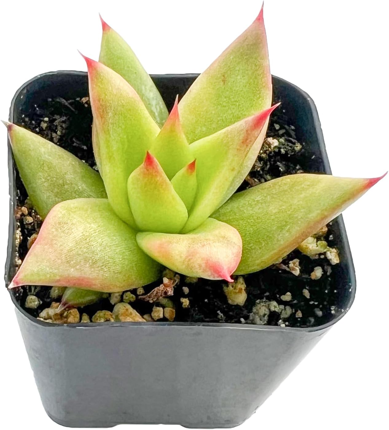 Sprout N Green Echeveria agavoides 'Lipstick', Live Succulent Fully Rooted in 2 inch Starter Pot, House Plant for Indoor Outdoor Home Office Wedding Decoration Party Favor