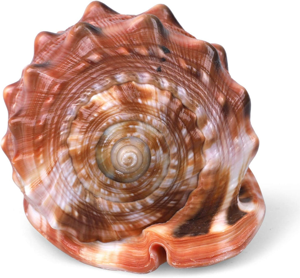 PPCLION 5.5" Large Natural Conch Shells Orange Seashells Great for Beach Theme Party, Home Decorations,DIY Crafts, Fish Tank, Air Plant