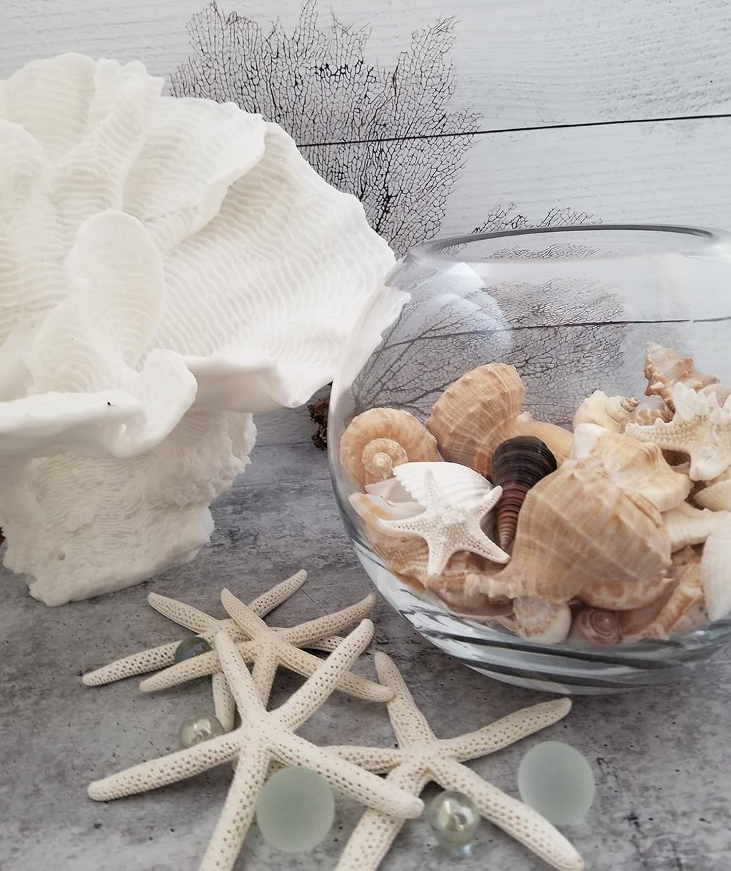 Medium Sized Shells in a Delightful Mix of Whites, Tans and Pinks | 3 Pounds | Bulk Shells for Crafts, Beach Home Decor, Weddings, Vase Filler and Classrooms