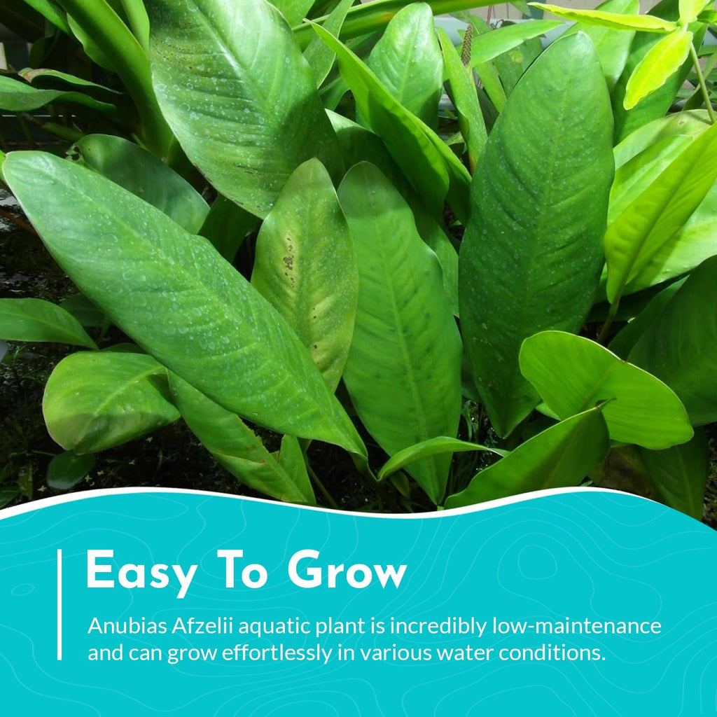 Anubias Afzelii Live Aquatic Plant in – Hardy Freshwater Plant for Aquariums, Low Light, Easy Maintenance, Perfect for Beginners & Experts, Ideal for Aquascaping - Medium