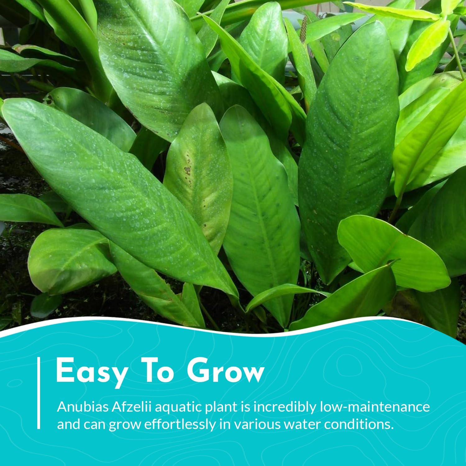 Anubias Afzelii Live Aquatic Plant in – Hardy Freshwater Plant for Aquariums, Low Light, Easy Maintenance, Perfect for Beginners & Experts, Ideal for Aquascaping - Medium