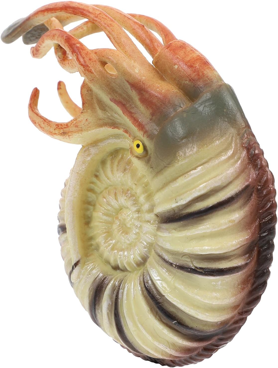 Hemoton Realistic Nautilus Model Ocean Animal Aquarium Decor Creature Figurine Educational for Creativity Development