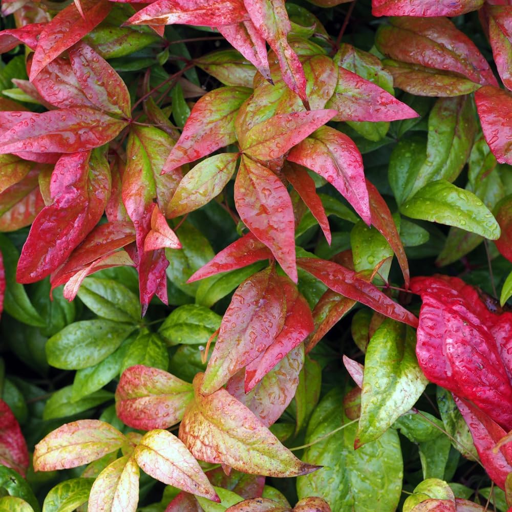 Dwarf Nandina Shrub, Ornamental Nandina Live Plant for Growing, Dormant in Winter (2.5 Inch)