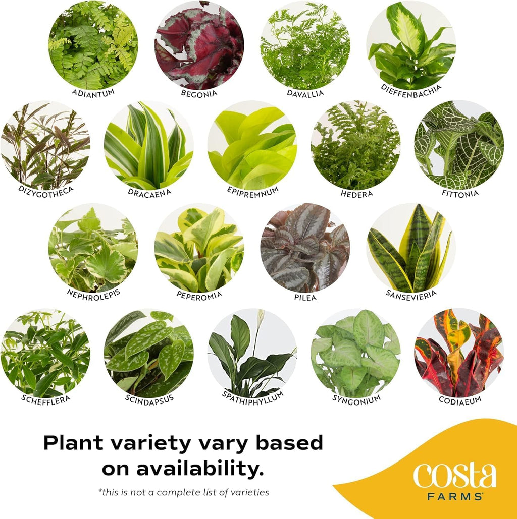 Costa Farms Live Plants (Pack of 6), Easy to Grow Live Indoor Houseplants in 3.8-Inch Plant Pots, Hand-Selected Varieties, Home and Room Decor, 8-10 Inches Tall