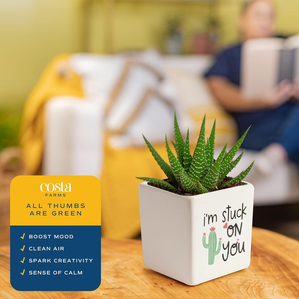 Costa Farms Haworthia Live Plant in Decorative Pot, Easy to Maintain Succulent Indoor Houseplant, Perfect for Home, Room, or Office Decor, Great House Warming or Birthday Gift, 2.75-6 Inches Tall