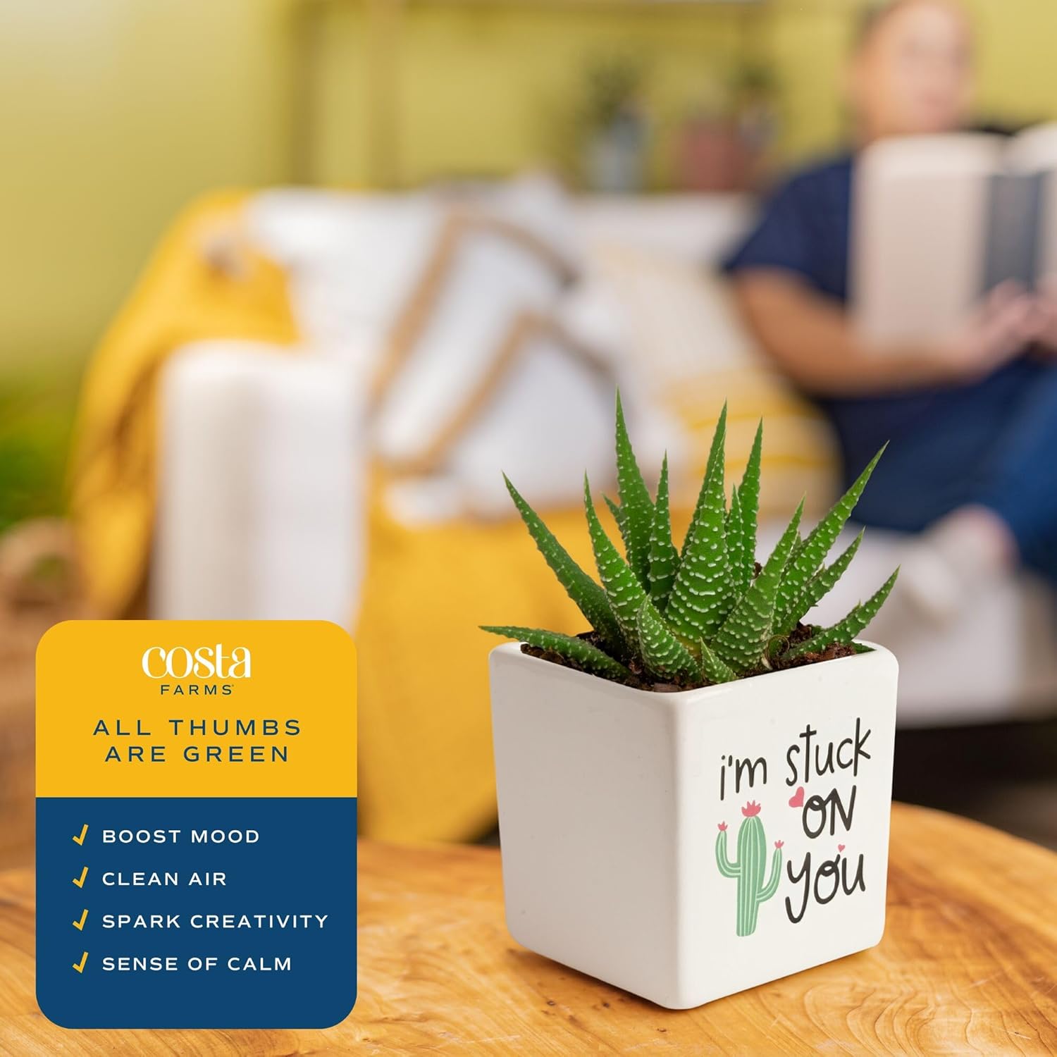 Costa Farms Haworthia Live Plant in Decorative Pot, Easy to Maintain Succulent Indoor Houseplant, Perfect for Home, Room, or Office Decor, Great House Warming or Birthday Gift, 2.75-6 Inches Tall