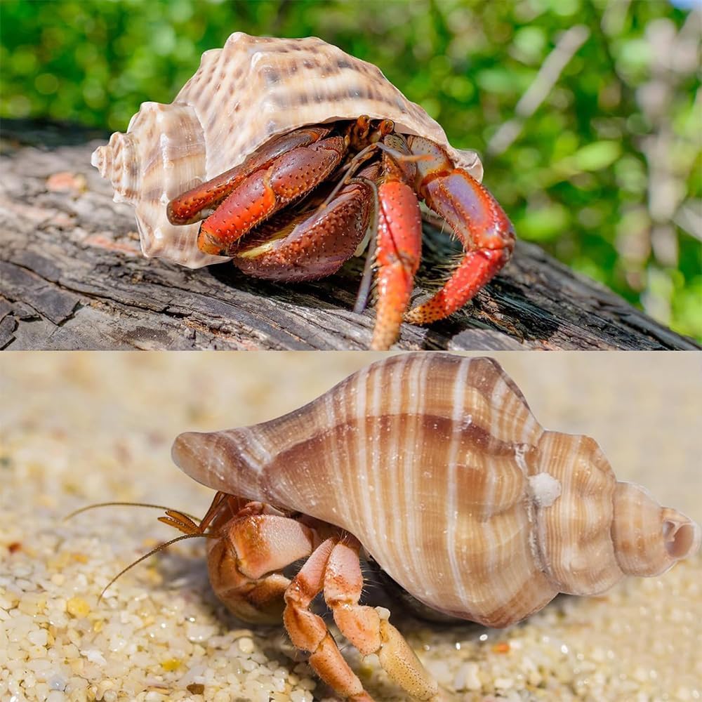 5PCS Large Hermit Crab Shells | Natural Sea Conch Shells Size 2.8" - 4", Opening Size 1.2" - 2.3" | Turbo Seashells for Hermit Crab Supplies and Fish Tank Decoration and live hermit crab accessories