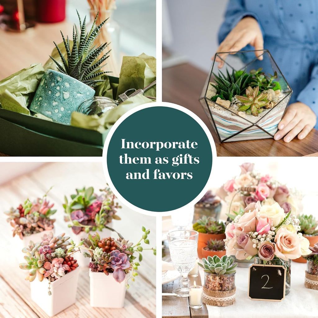 Shop Succulents Endless Summer Succulent Pack Collection - Live Mini Succulent Plants, Low Maintenance, Colors & Textures - Wedding and Party Favors, Gift & Garden, Pack of 40