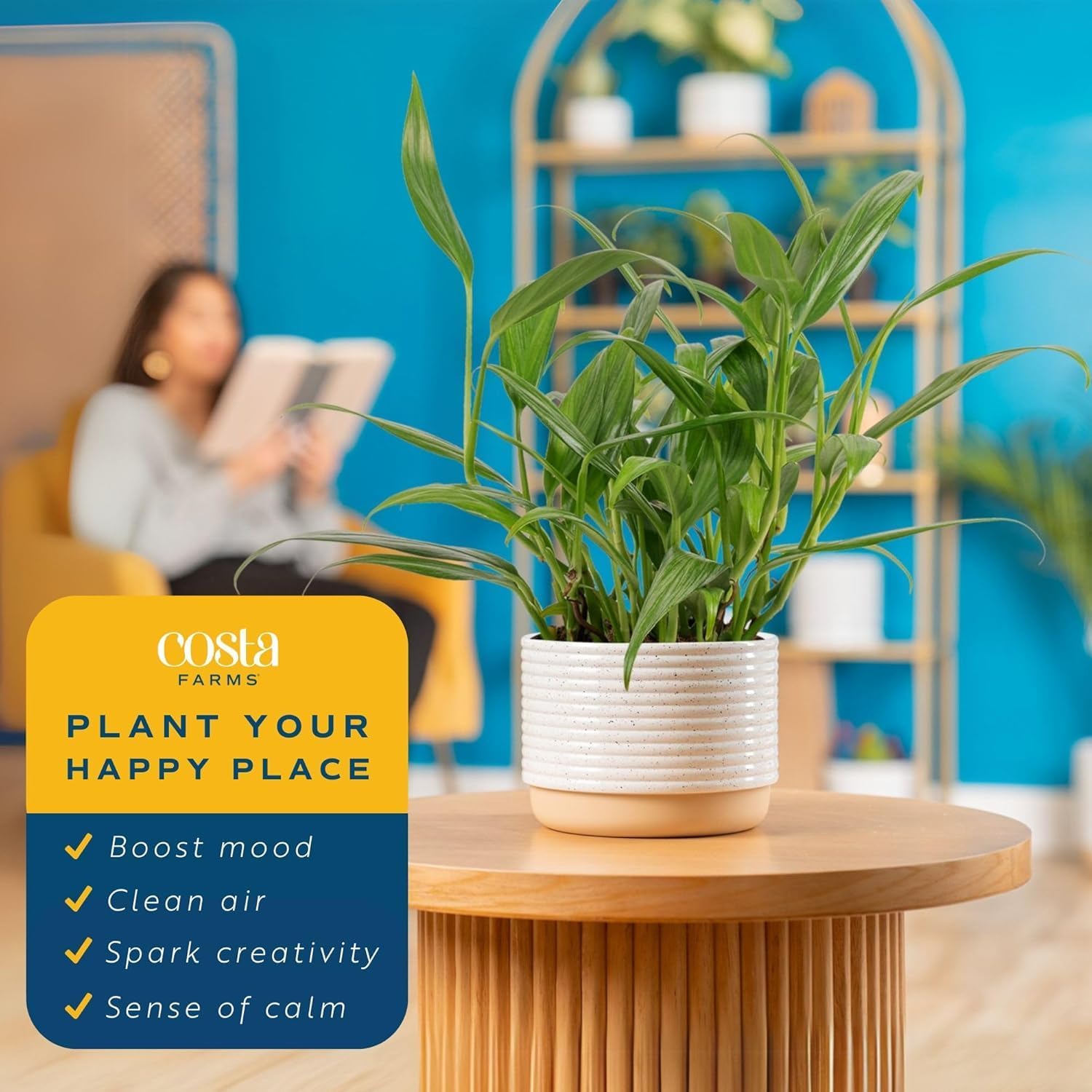 Costa Farms Golden Pothos Plants, Devil's Ivy in Decorative Pots, Easy to Maintain, Air Purifying Indoor Houseplants, Home, Room, or Office Decor, House Warming Gift, 12-14 Inches Tall, Pack of 6