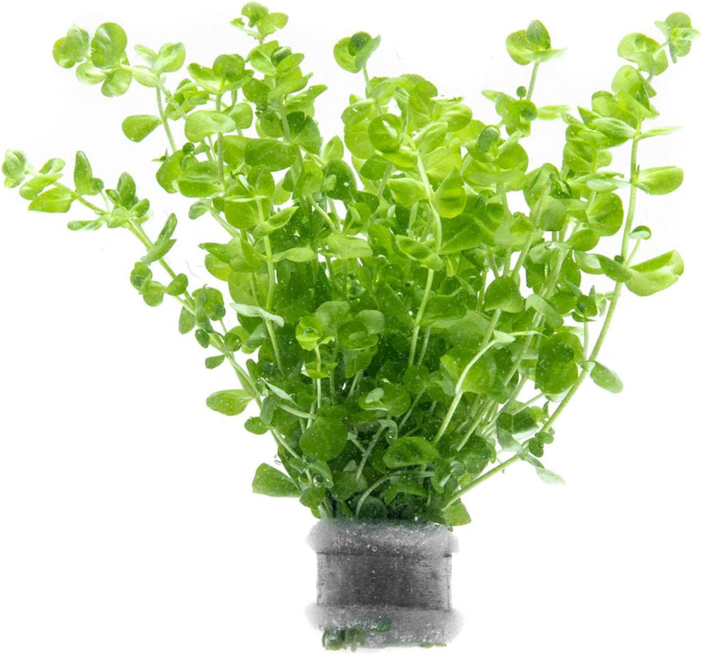 SubstrateSource Live Aquarium Stem Plants - Freshwater Aquatic Plant for Fish Tanks, Aquascaping - (Micranthemum Umbrosum Giant Baby Tears, 1 Bunch)