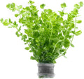 SubstrateSource Live Aquarium Stem Plants - Freshwater Aquatic Plant for Fish Tanks, Aquascaping - (Micranthemum Umbrosum Giant Baby Tears, 1 Bunch)