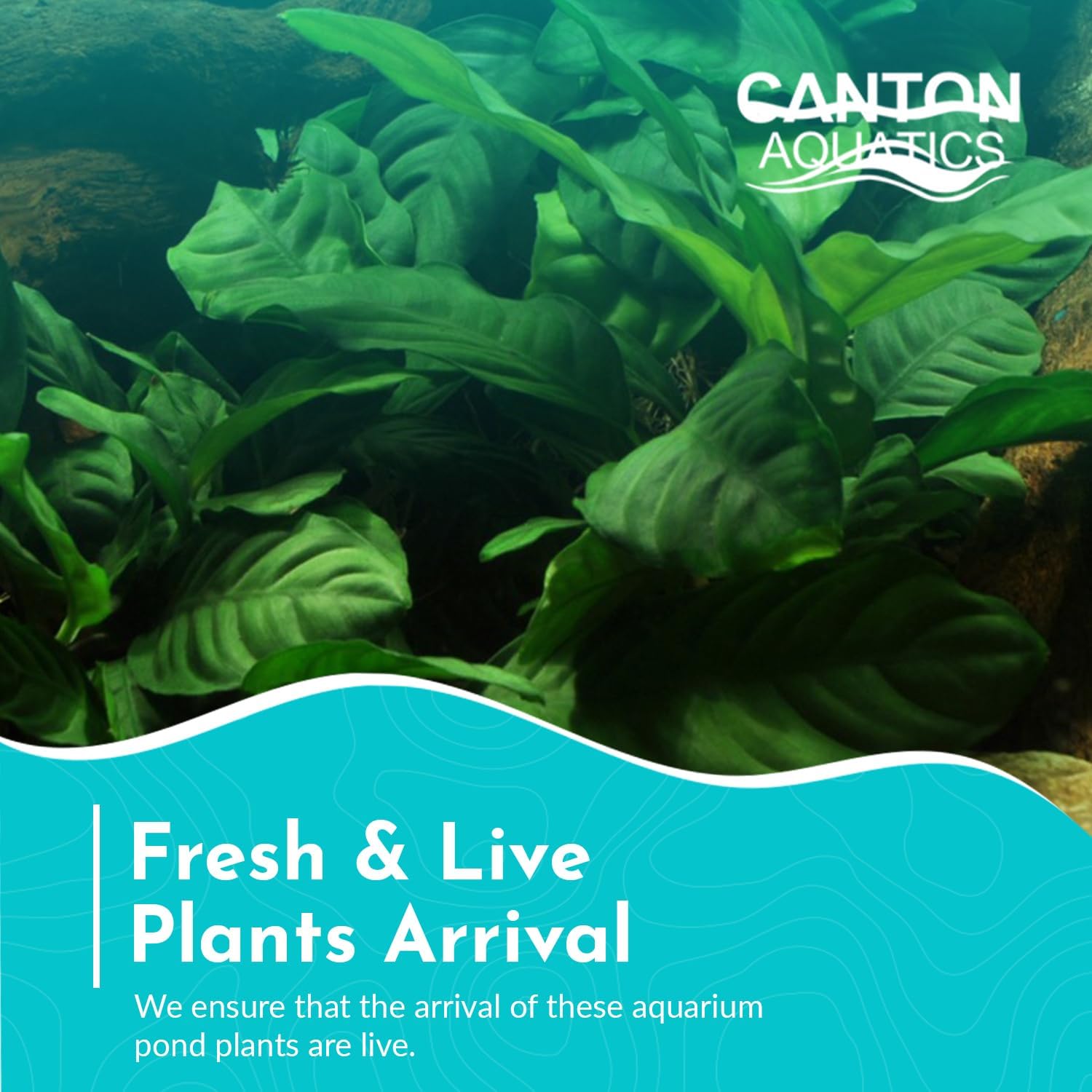 Anubias Barteri (Coffeefolia) - Dark Green Coloration- Strong Root Structure - Foreground Positioning - All Natural & Organic Aquatic Plant - Long Lasting & Easy to Care - 2" Pot