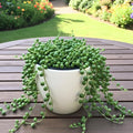 String of Pearls Plant Live, String of Pearls, Trailing Succulent from 4 to 7 inches in Height, 4 inch Pot for Indoor Planting