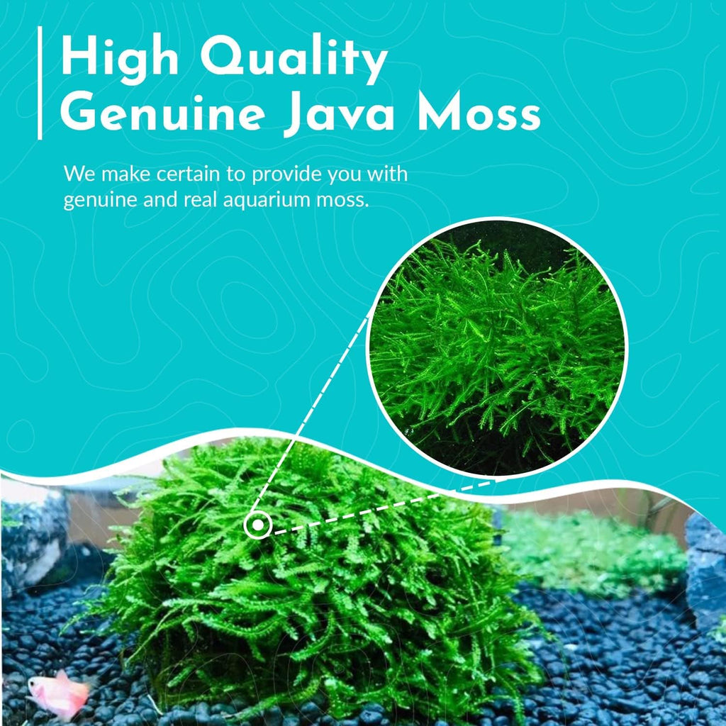 3X Java Moss Taxiphyllum Barbieri Portions