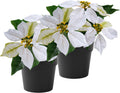 2 Pack Poinsettias Artificial Christmas Flowers Small Cream Poinsettia Plant Artificial 9 Inch Faux Winter Flowers for Porch Home Garden Decorations Indoor Outdoor Xmas Ornament