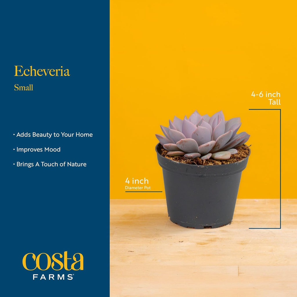 Costa Farms Live Succulent Plant, Easy to Grow Echeveria, Potted Houseplant in Decor Plant Pot, Everyday Gift for Mom, For Wife, From Daughter, Son, Room or Home Decor, 6-Inches Tall