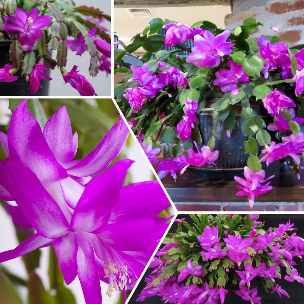 Purple Christmas Cactus Plant, Well Rooted Flowering Cactus Live in 4'' Pot, Indoor Outdoor Planting