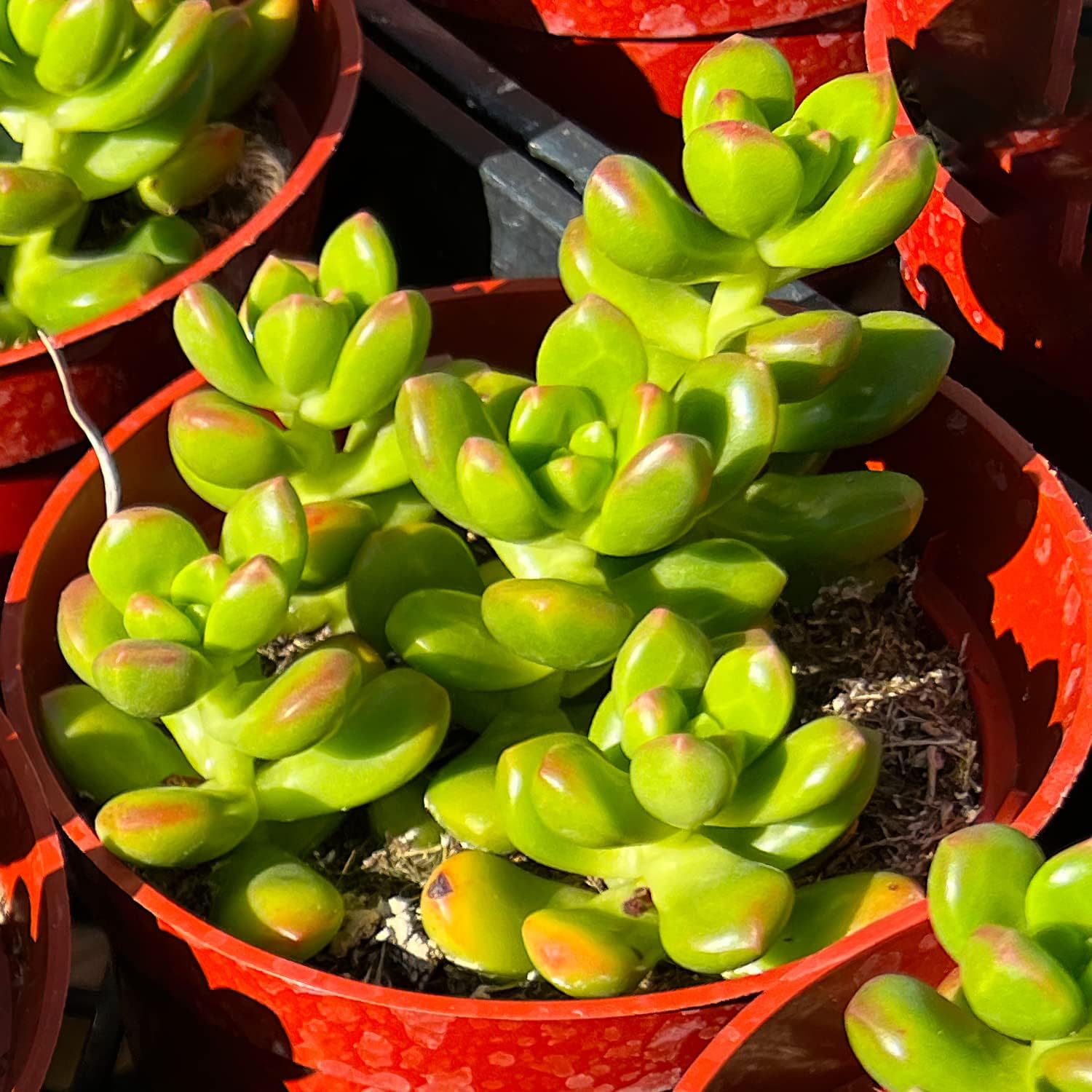 Sprout N Green 4'' Sedum lucidum Obesum, Live Succulent Fully Rooted in Pots with Soil Mix, Rare House Plant for Home Office Indoor Outdoor Wedding Decor, DIY Projects, Party Favor