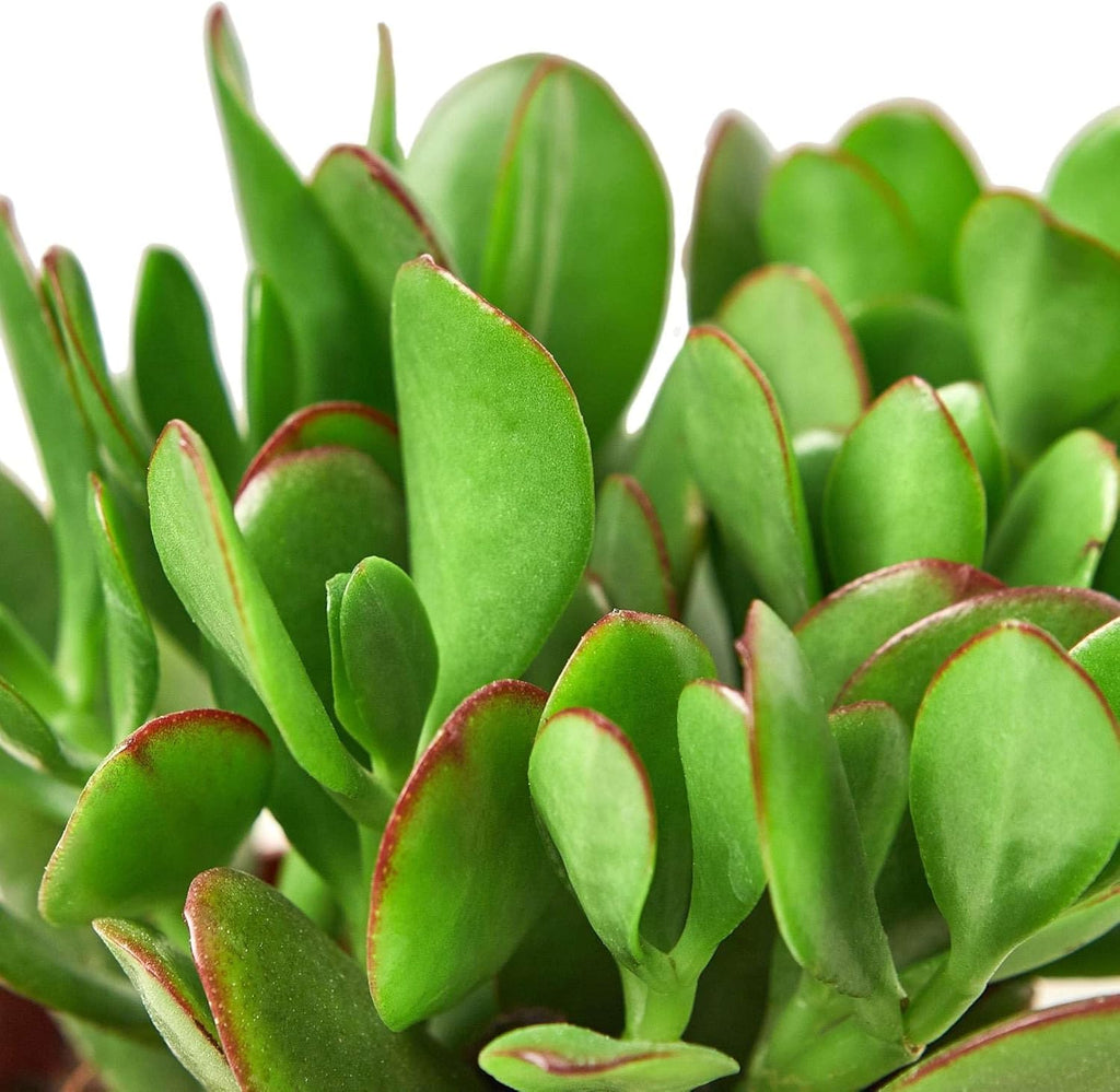 Succulent Crassula Jade Live Plant for Indoor | Different Houseplants in 4'' & 6'' Pot | Real House Plant for Living Room, Office, Desk & Bathroom | Jade Succulent | Money Plant | Crassula ovata