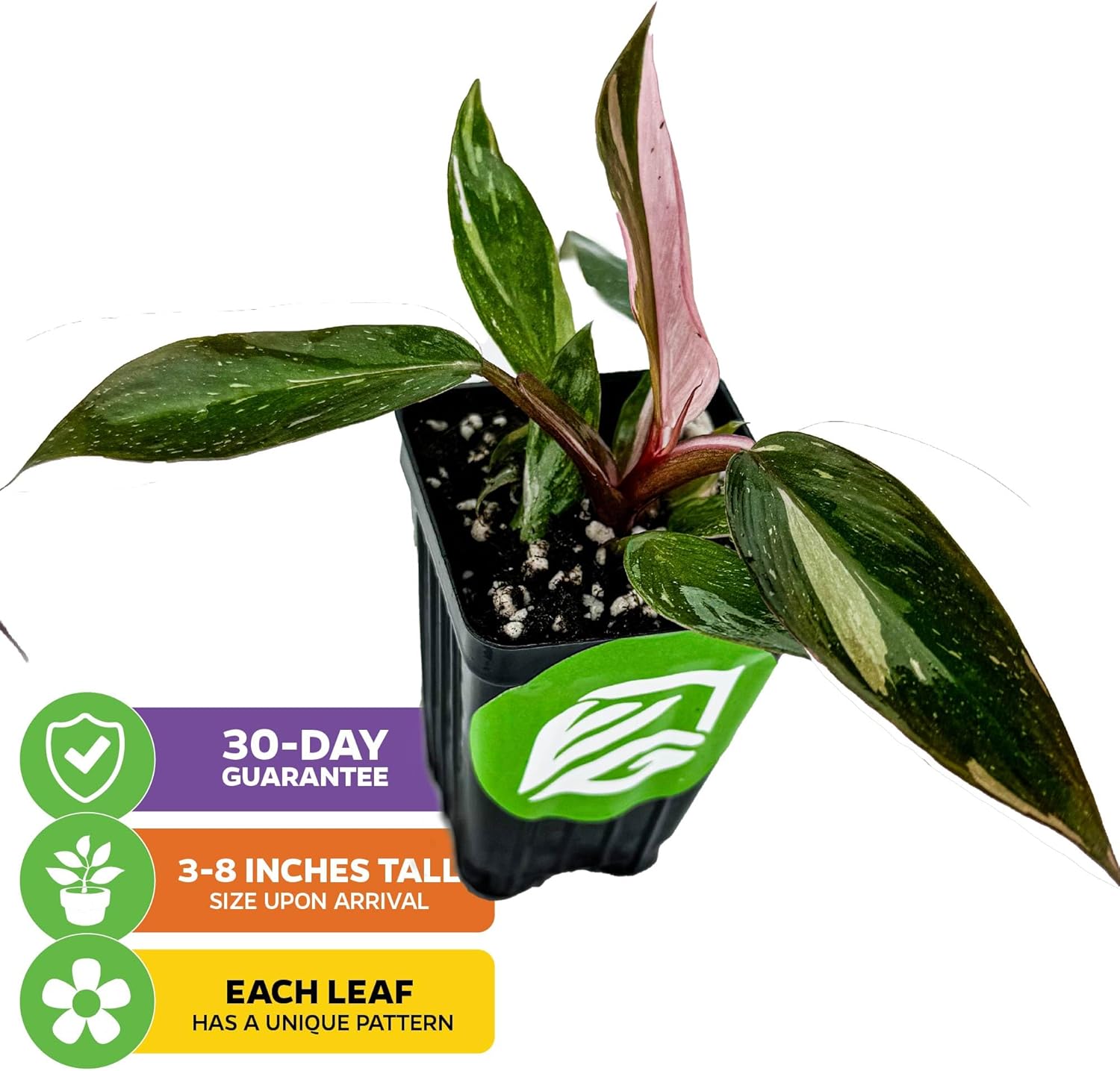 Pink Princess Philodendron - Philodendron erubescens - Wellspring Gardens - Rare Starter Plants - Heart-Shaped Pink for Indoor/Outdoor Planting