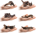 Tfwadmx Natural Small Coral Driftwood for Aquarium Decor 6 Pcs 4-6" Fish Tank Decorations Reptile Decor Assorted Driftwood Branch Reptile Tank Wood Decor