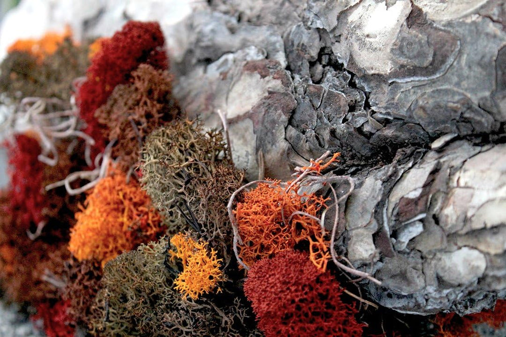 SuperMoss 7 59834 21785 5 Reindeer Moss Preserved, Appx. 3 lb Bulk Case, Red