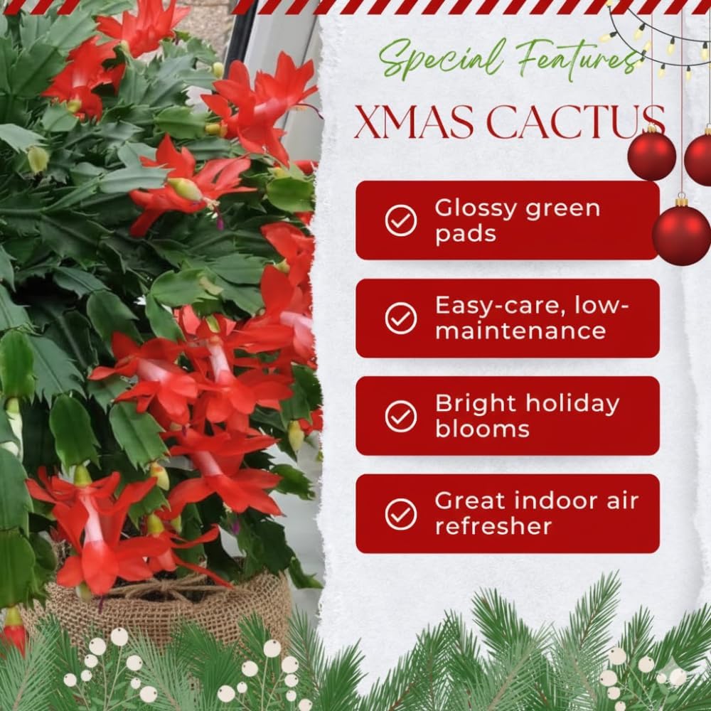Red Christmas Cactus Live Plant, Holiday Cactus Live for Indoor Outdoor Garden, 4 Inches Pot
