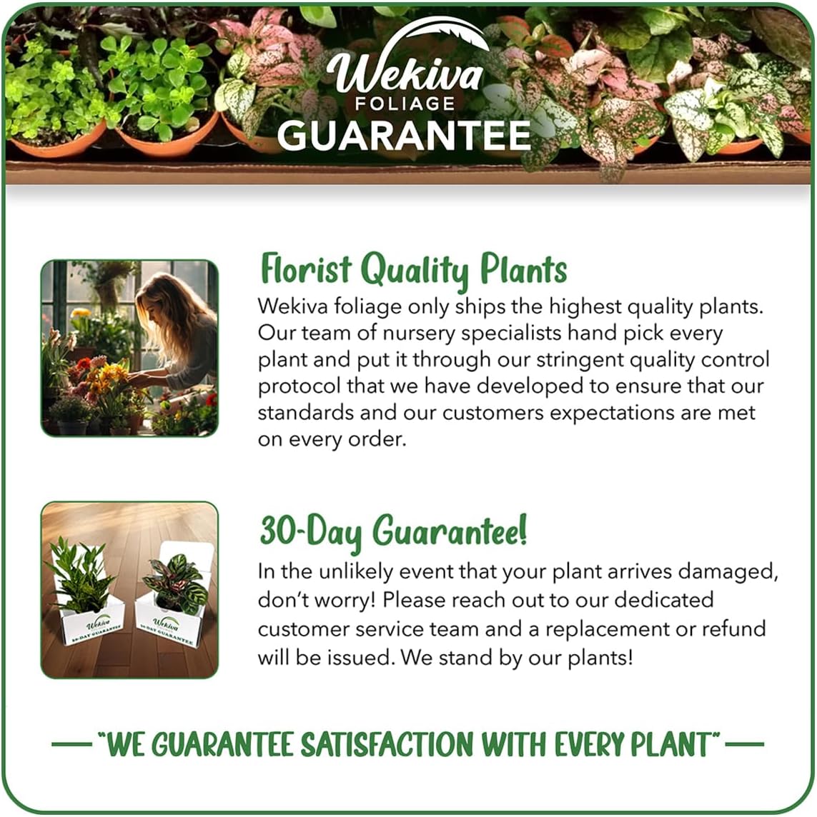 Lucky Mini Bamboo - 2 Live Starter Plants in 2 Inch Growers Pots - Dracaena Sanderiana - Feng-Shui Zen Garden Houseplants