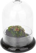 Small Glass Dome with Base and Air Hole - 4.7 x 4.7 x 6.3 Inch - Clear Glass Cloche Bell Jar, Home Indoor Tabletop Decorative Terrarium, (No Plants Included)