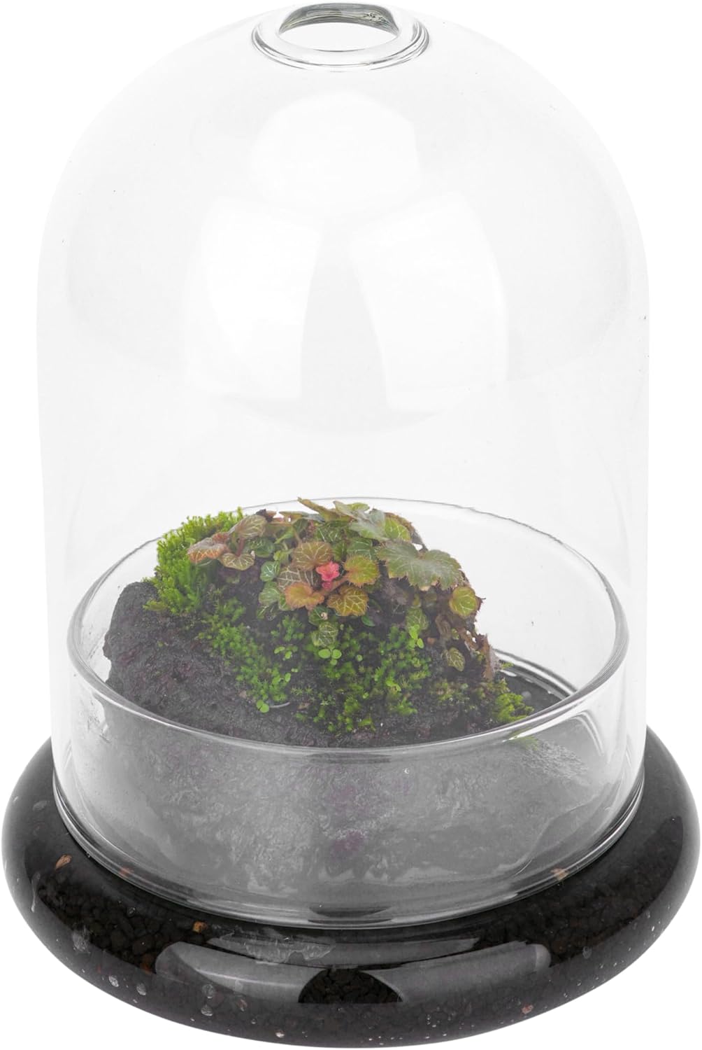 Small Glass Dome with Base and Air Hole - 4.7 x 4.7 x 6.3 Inch - Clear Glass Cloche Bell Jar, Home Indoor Tabletop Decorative Terrarium, (No Plants Included)