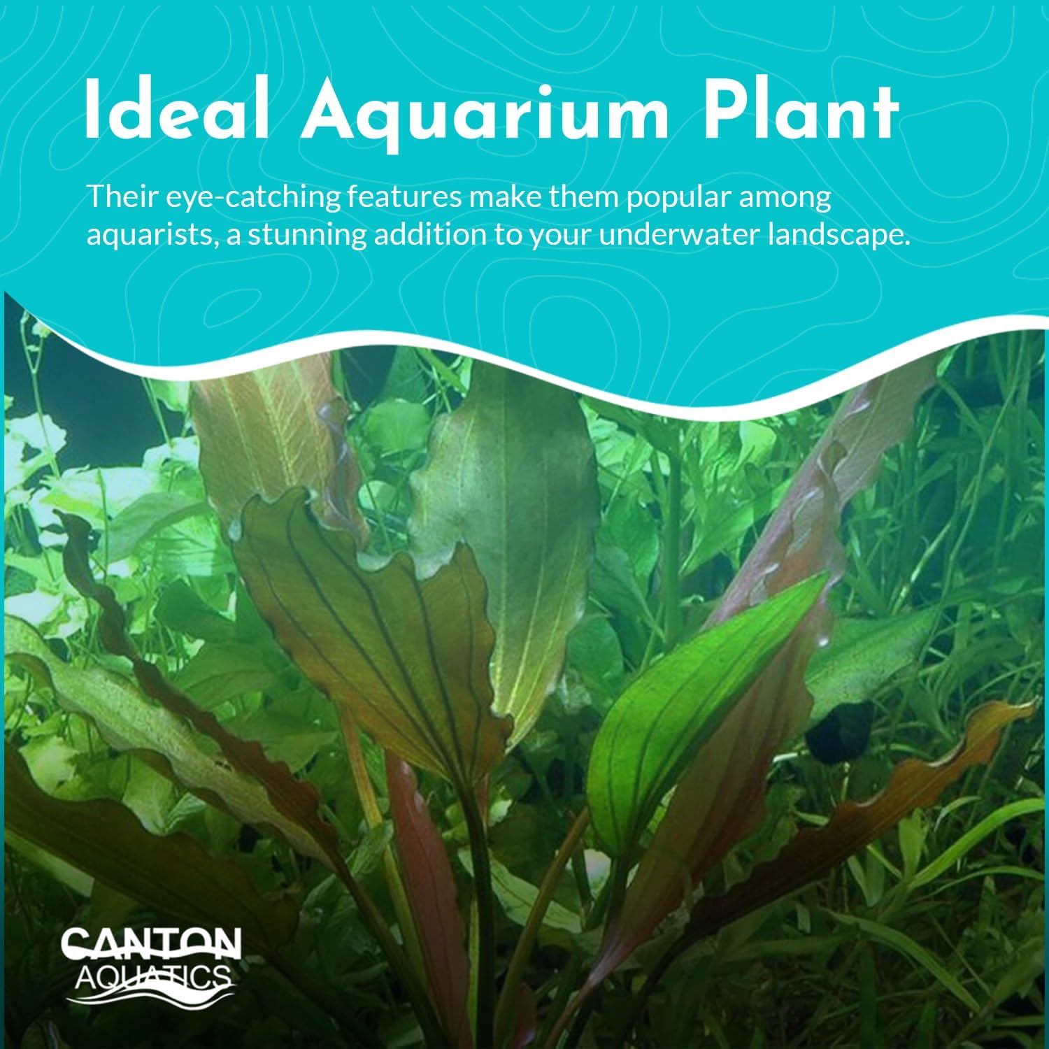 Amazon Sword Echinodorus Red Rose - Vibrant Aquatic Plant for Freshwater Aquariums - Ideal for Midground Planting - Low Maintenance, Enhances Tank Aesthetics - 2 Pot