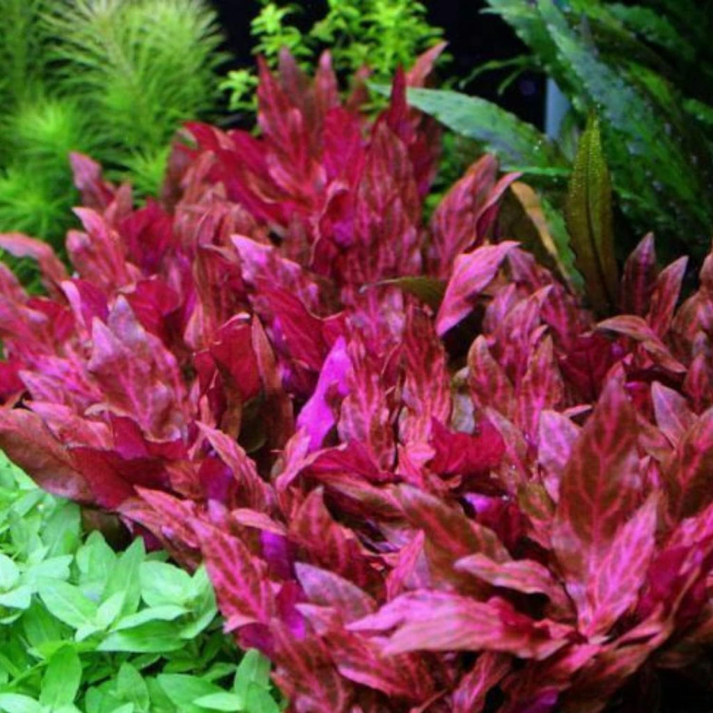Mainam 2 Different Alternanthera Lilacina Java Fern Windelov Tropical Freshwater Live Aquarium Plant Decorations 3 Days BUY2GET1FREE