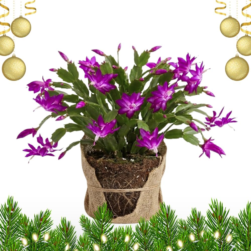 Purple Christmas Cactus Live Plant, Holiday Cactus Live for Indoor Outdoor Garden, 4 Inches Pot