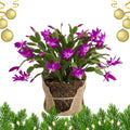 Purple Christmas Cactus Live Plant, Holiday Cactus Live for Indoor Outdoor Garden, 4 Inches Pot