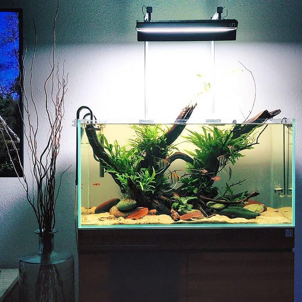 SubstrateSource Java Fern Live Aquarium Plants - Freshwater Plant for Fish Tanks - Beginner Friendly, Low Light (Java Fern, Bare Root (1 Piece))