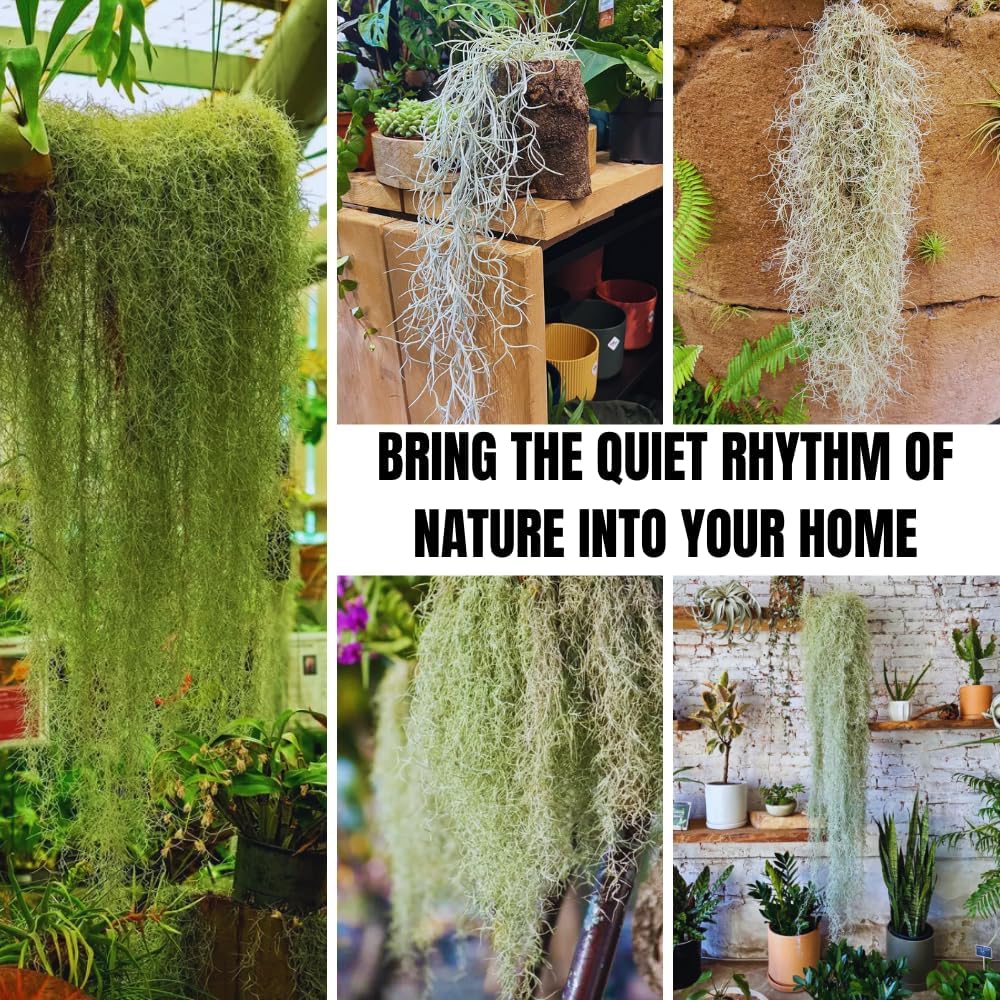 Spanish Moss Tillandsia Air Plants, Spanish Moss Plant Live, 1 to 2 Feet Long, Succulent Plants Live for Gardening Indoor Outdoor