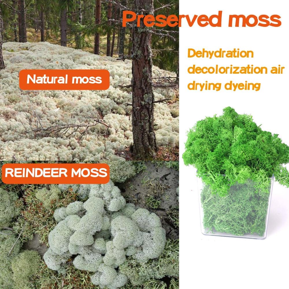 Preserved Moss - 3.5 OZ Faux Moss Decor for Crafts, Art, Wall & Florist Decor (Green)