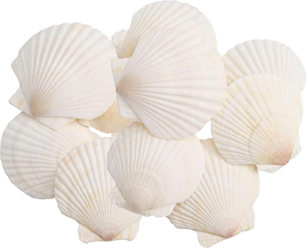 30PCS Large Natural Scallop Shells, 2''-3'' White Seashells,for DIY Crafts, Painting, Ocean Themed Parties and Home Decorations.